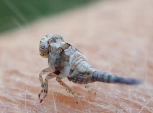 Issus coleoptratus